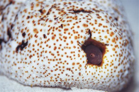 pearl fish|Pearlfishes (Carapidae) .